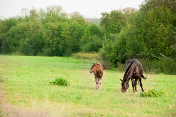 horse and a foal graze on a green meadow