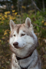 Close up Portrait of Beige and white Siberian Husky dog in fall season. Profile of young lovely husky male is looking afar in the autumn forest