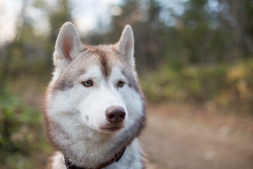 Close up Portrait of Beige and white Siberian Husky dog in fall season. Profile of young lovely husky male