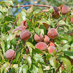 Pfirsiche, Prunus persica