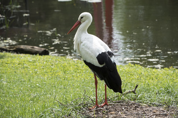 White Stork in the meadow at the lake