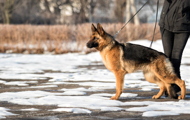 Shepherd dog standing sideways in a rack
