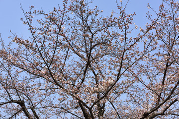 日本の桜
