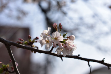 日本の桜