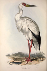 Illustration of a bird