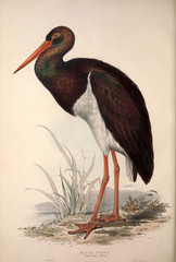 Illustration of a bird