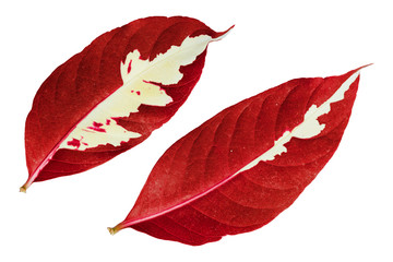 Abstract red color Caricature plant (Graptophyllum pictum) leaves