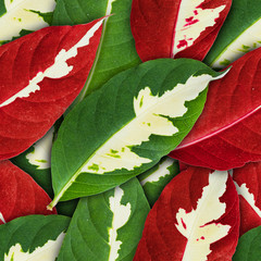 Seamless background from green leaves
