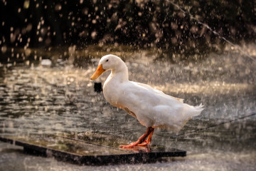 beautiful white duck standing in the rain