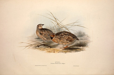 Illustration of a bird