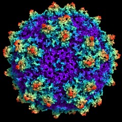 Representation of an Adenovirus particle