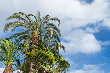 Palm trees growing upwards the blue sky with white clouds on a windy day