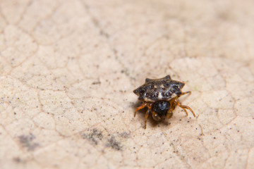 Macro spider on the leaf