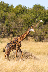 Two giraffes run through the savannah. Masai Mara, Kenya