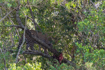 Fototapeta na wymiar The leopard waiting prey on the tree. Masai Mara, Kenya 