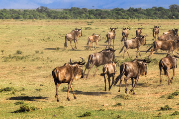 Naklejka na ściany i meble Herd of wildebeest in begin of crossing. Mara river. Kenya, Africa 