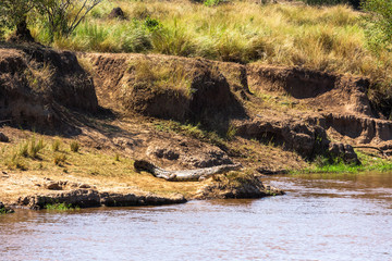 A large crocodile on the steep bank of the river. Masai Mara, Kenya