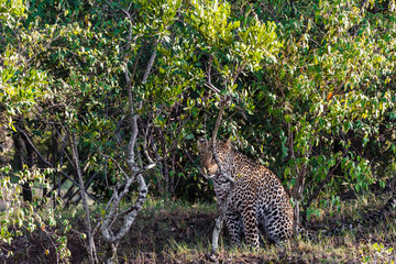 The leopard hunts in the bush. Masai Mara, Kenya