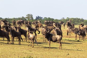 Herd of wildebeest waiting for the crossing. Accumulation of ungulates on the shore. Mara river. Kenya, Africa	
