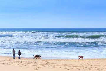 People, owners dogs breed of irish setter walking with their dogs, which go fun run along the sandy shore of the Atlantic ocean in Portugal coast.
