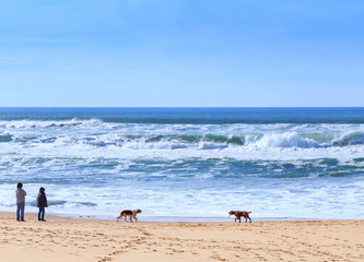 People, owners dogs breed of irish setter walking with their dogs, which go fun run along the sandy shore of the Atlantic ocean in Portugal coast.