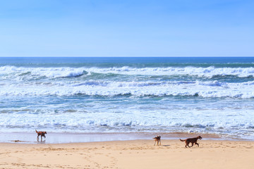 Three dogs breed of irish setter go fun run along the sandy shore of the Atlantic ocean in Portugal coast.