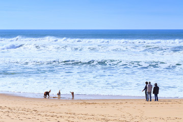 People, owners dogs breed of irish setter walking with their dogs, which go fun run along the sandy shore of the Atlantic ocean in Portugal coast.