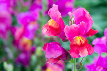 beautiful flowers in a summer garden