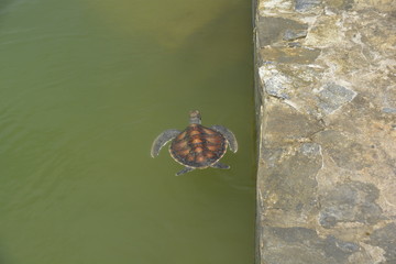 Sri Lanka - schwimmende braune Schildkröte in Wasser