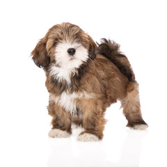 adorable brown lhasa apso puppy standing on white