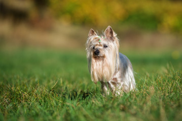 yorkshire terrier dog standing outdoors in summer