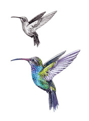 Hand-drawn Hummingbird on white background (isolated)