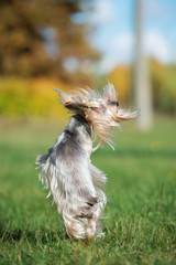 funny yorkshire terrier dog spinning around outdoors