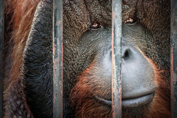 sad imprison orangutan hope for help and freedom © Akkharat J.