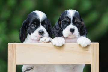 two adorable american cocker spaniel puppies