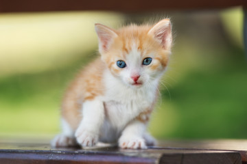 red and white kitten posing outdoors