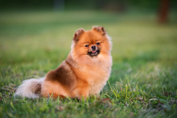 adorable red spitz dog sitting outdoors