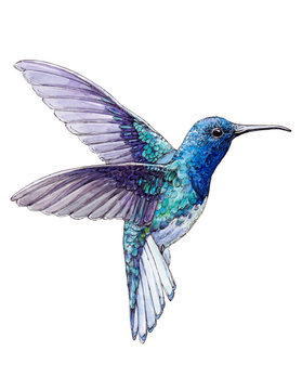 Hand-drawn Hummingbird on white background (isolated)