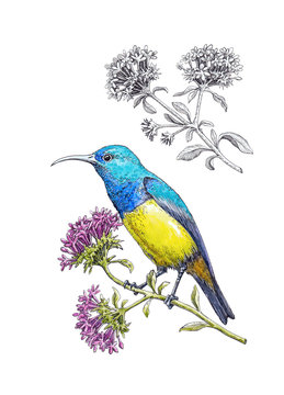 Hand-drawn Hummingbird on white background (isolated)