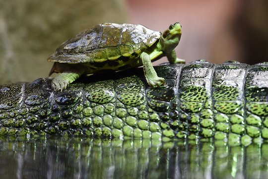 Brown roofed turtle on Gharial's back