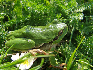 Hyla arborea in its environment on the tree and in the grass.