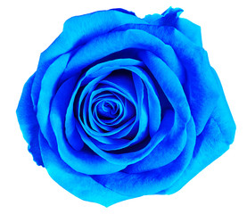 Flower blue  rose  isolated on white background. Close-up.  Element of design.