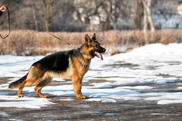 Shepherd dog standing sideways