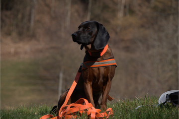 Bayerischer Gebirgsschweisshund