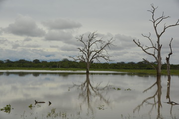 Sri Lanka - tropischer Baum mit Büschen und Himmel im Wasser