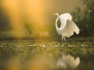 The Great White Egret