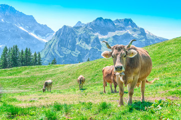 Pasture with large horned animals and a cow bell ringer. Landscape Meadow in the alps of...