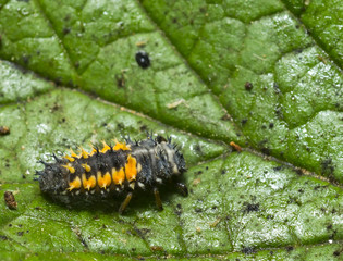 Ladybug larva crawling on green leaf (Coccinella) close-up