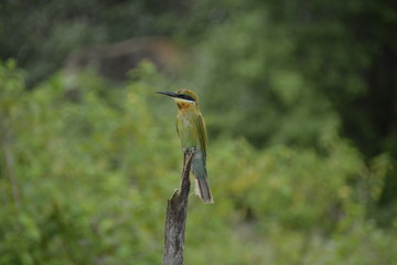 Sri Lanka - tropischer bunter Vogel auf Ast