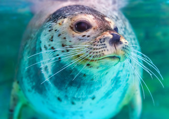 close up portrait of very cute spotted seal